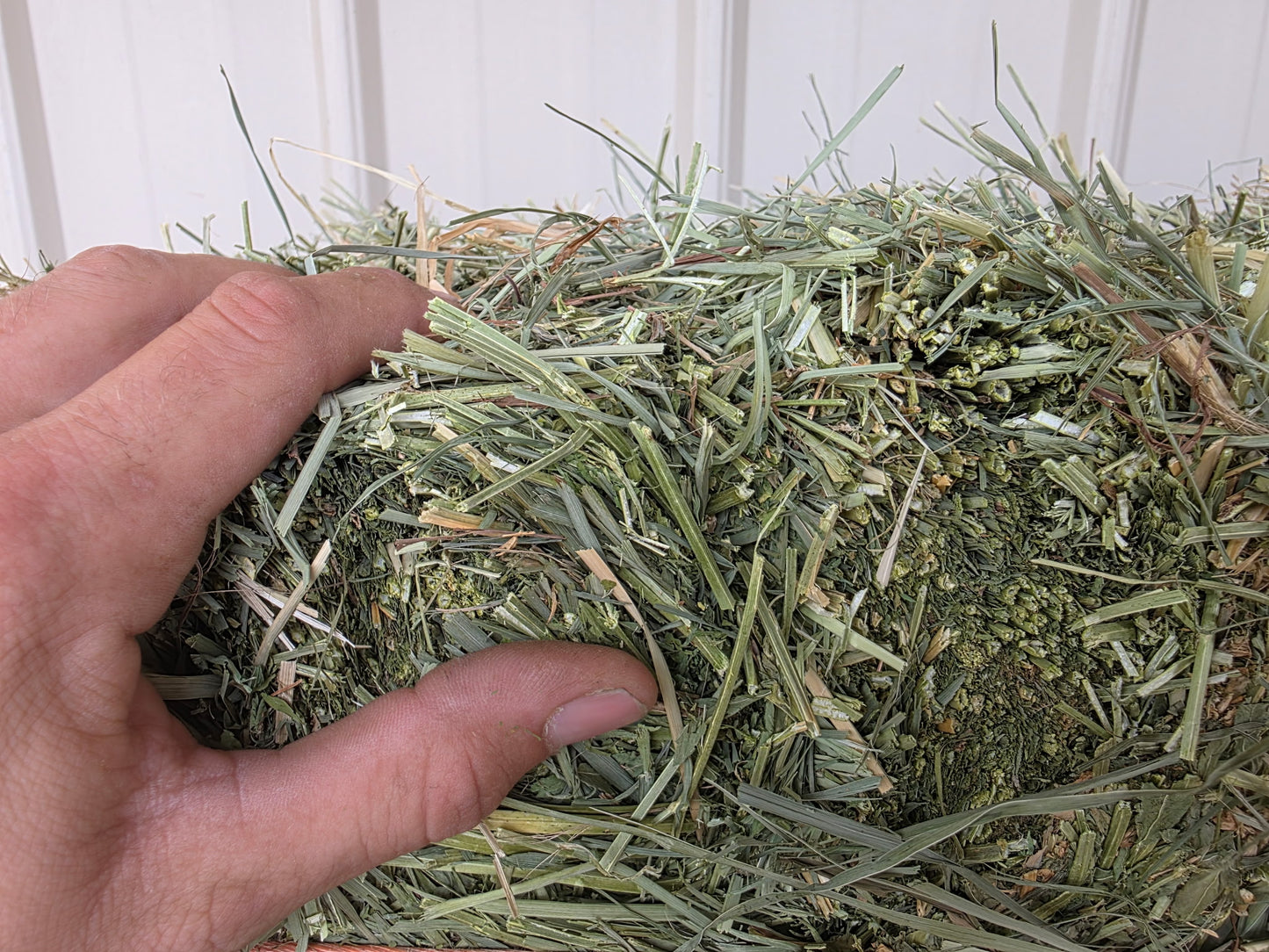 Premium Alfalfa Orchard Grass 2 String