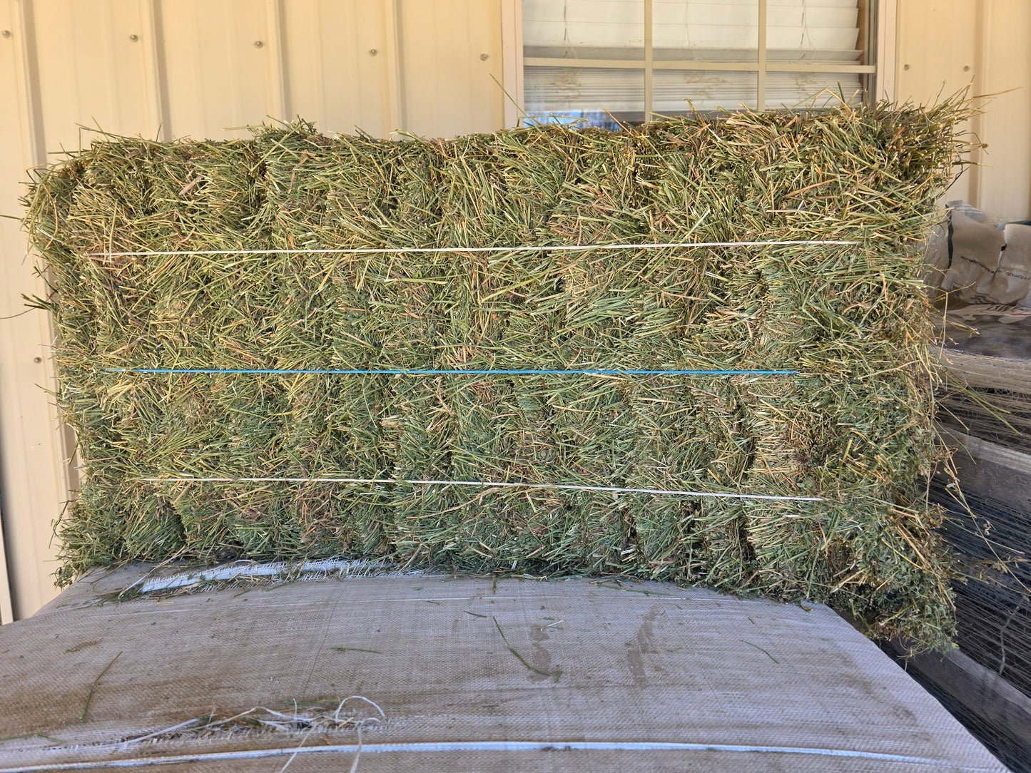 The Arizona 3 string alfalfa