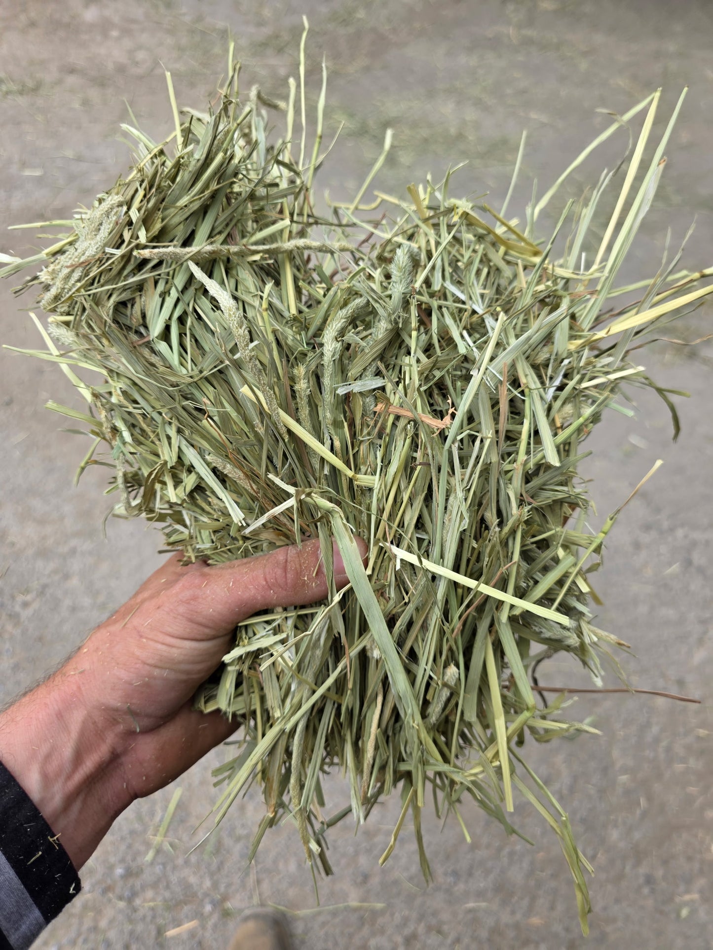 1st Cut Timothy 3 String