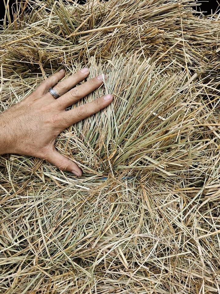 aa Ky Prairie Grass hay