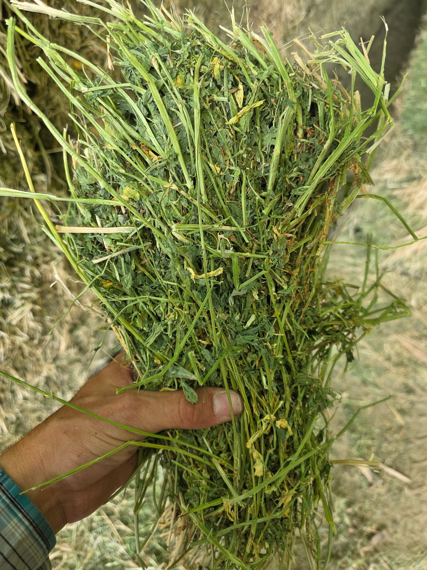 Value 3 String Alfalfa