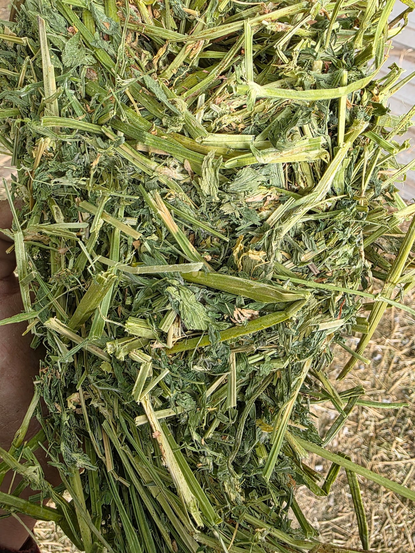 Premium Alfalfa 2 String