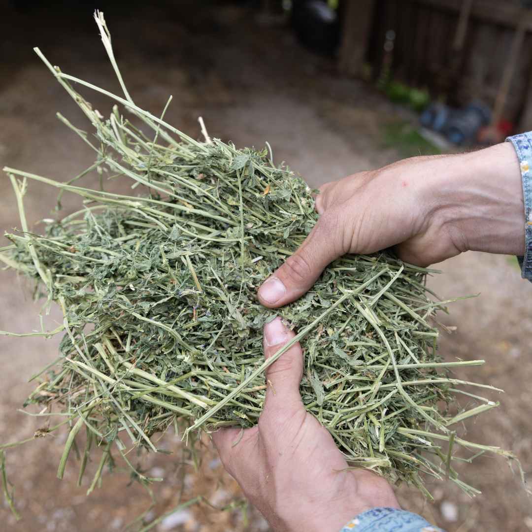 3x3x8 Alfalfa Big Bales 15/20% orchard grass
