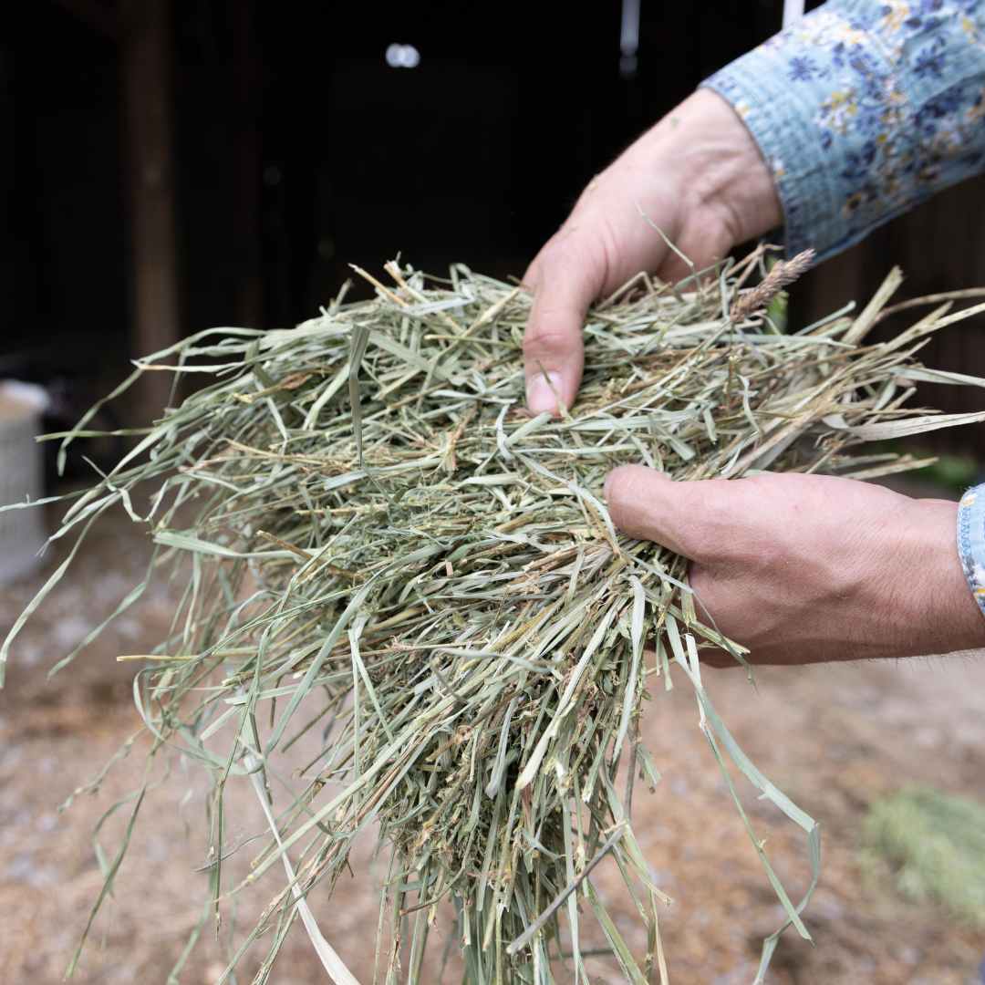 3x4x8 Orchard Alfalfa Big Bales