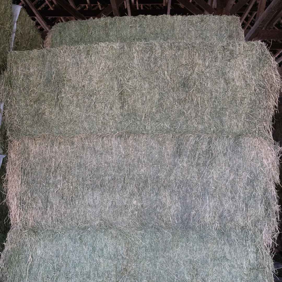 3x4x8 Orchard Alfalfa Big Bales