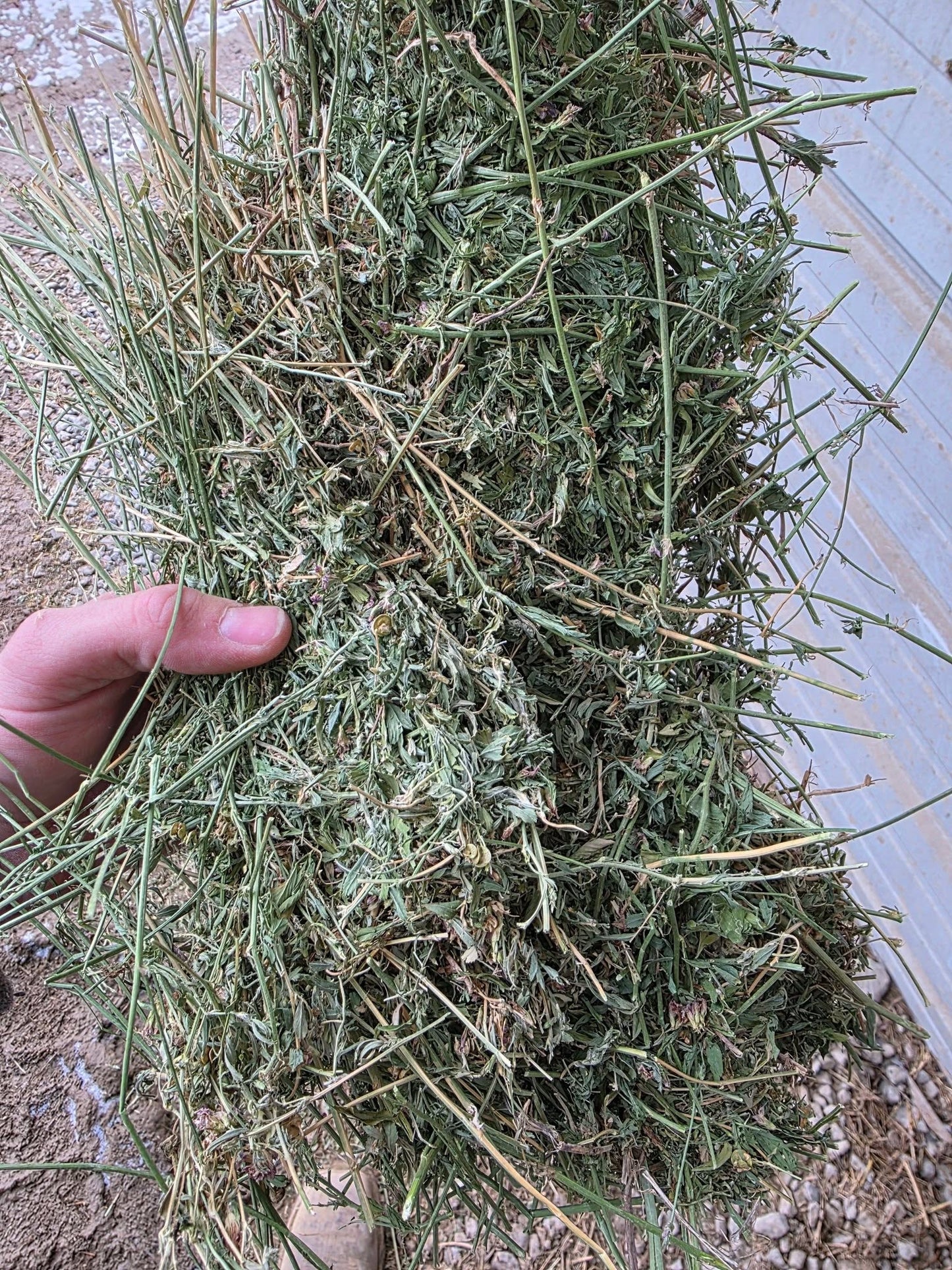 The Arizona 3 string alfalfa