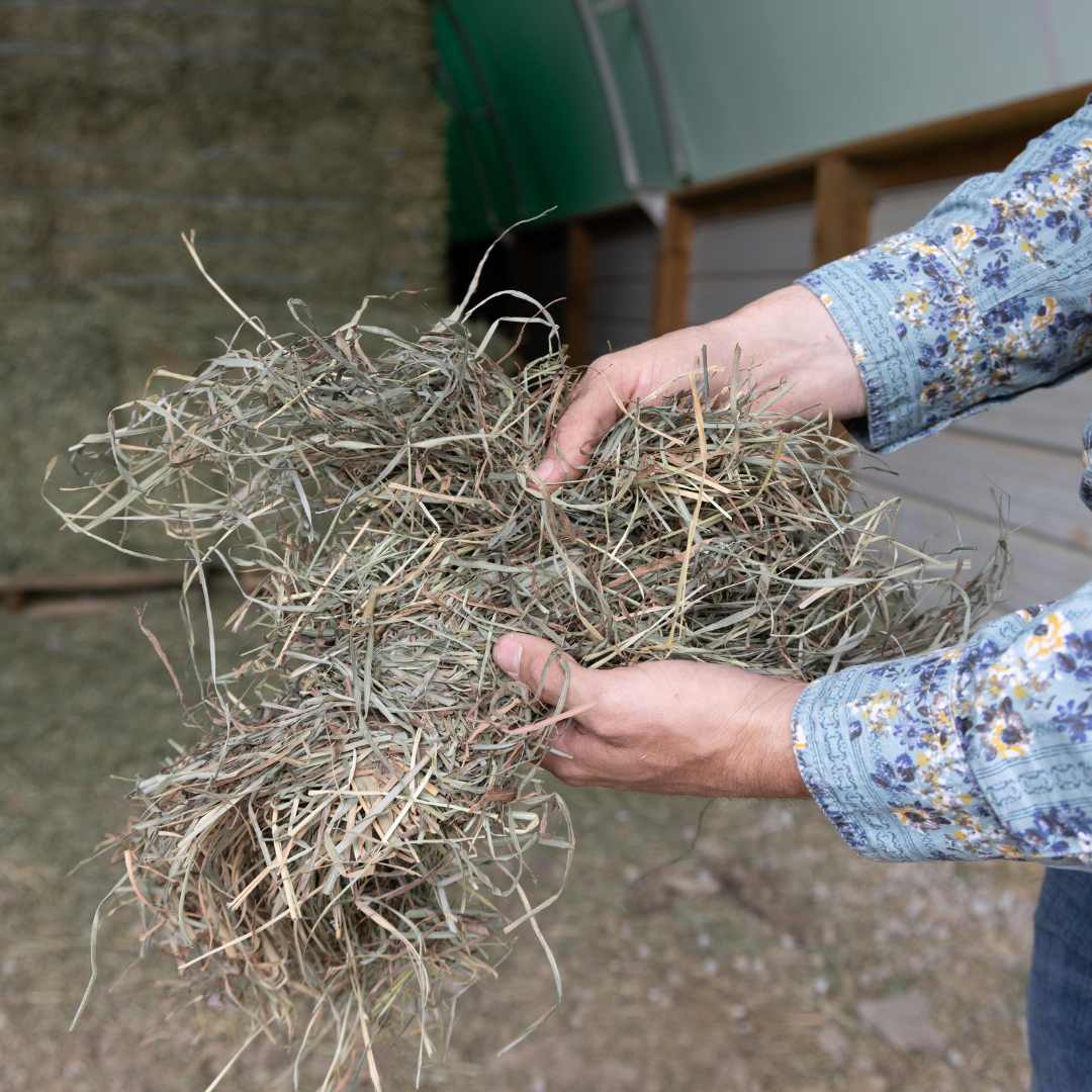 Premium Orchard Grass 2 String