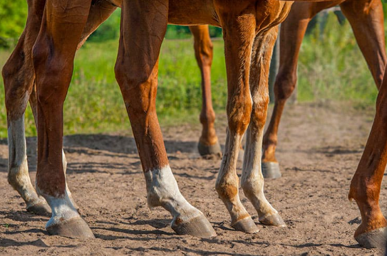 Hoof & Hair Health