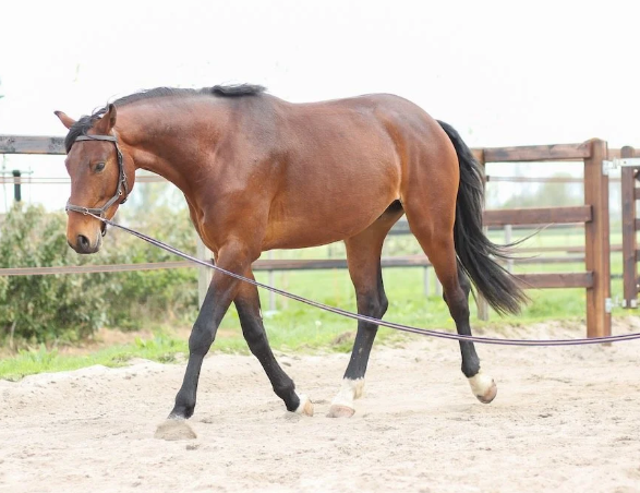 Lunging Equipment