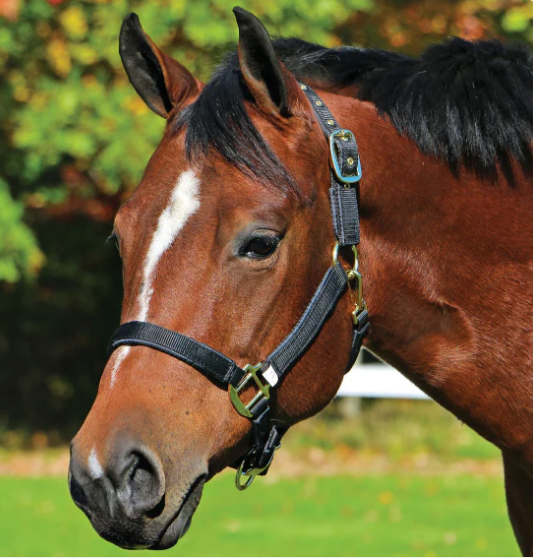 Halters & Leads