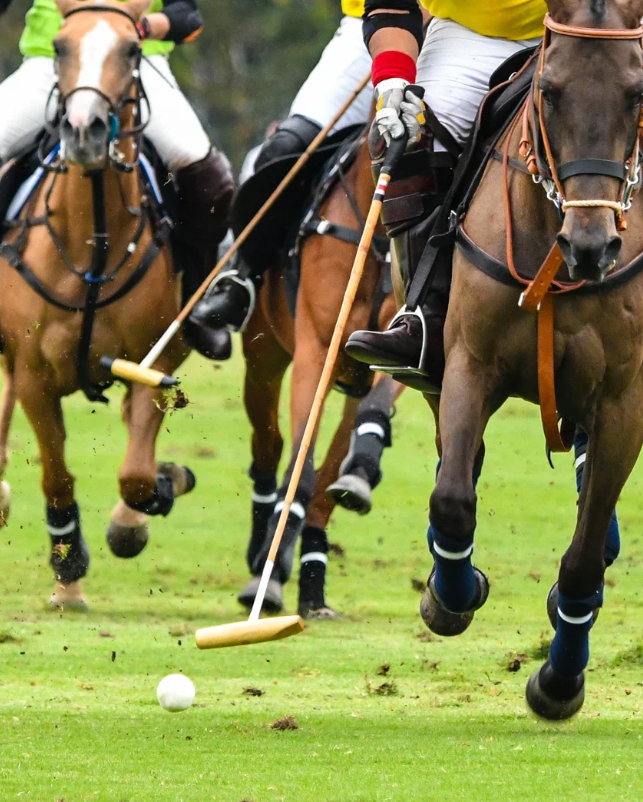 Performance Horse