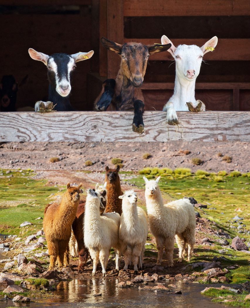 Goats & Llamas Feed & Supplies