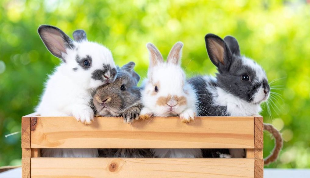 Rabbits & Small Animal Feed & Supplies