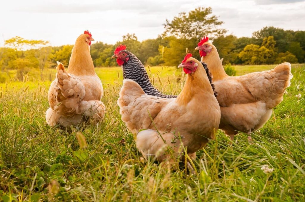 Poultry Feed & Supplies