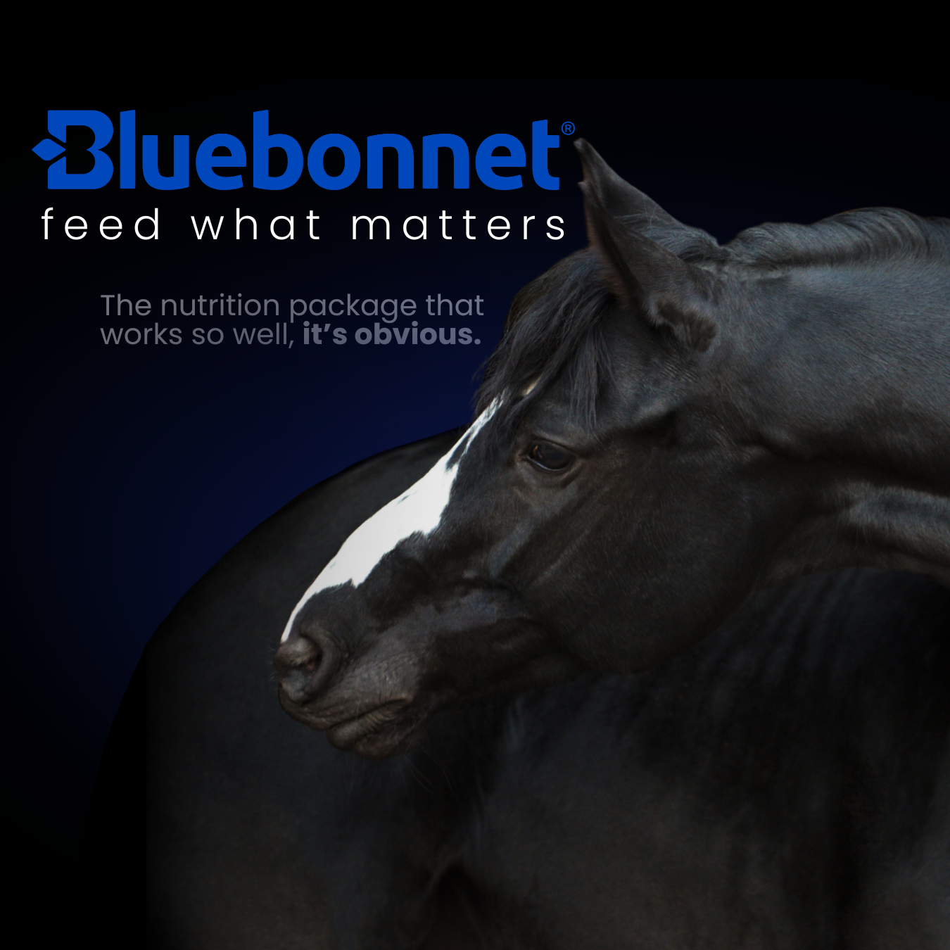 Bluebonnet Feeds