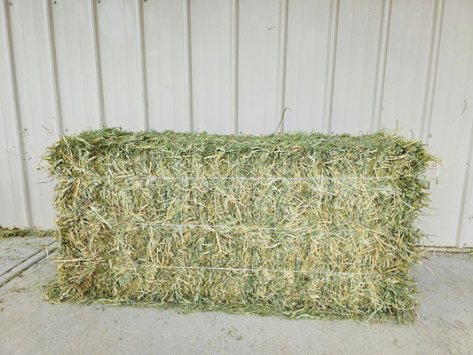 1st Cut Timothy 3 String