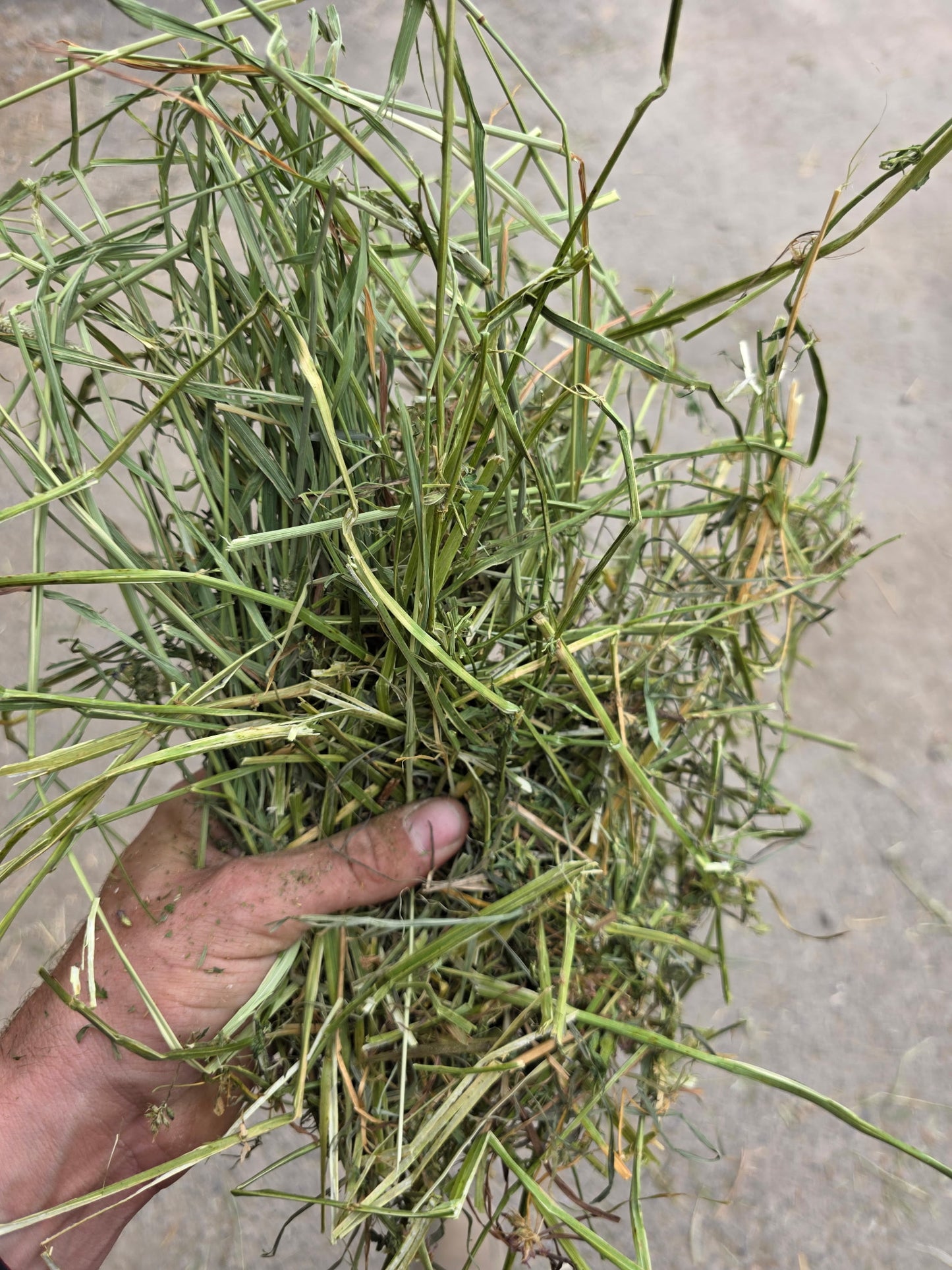 Timothy Orchard Alfalfa Mix 2 String