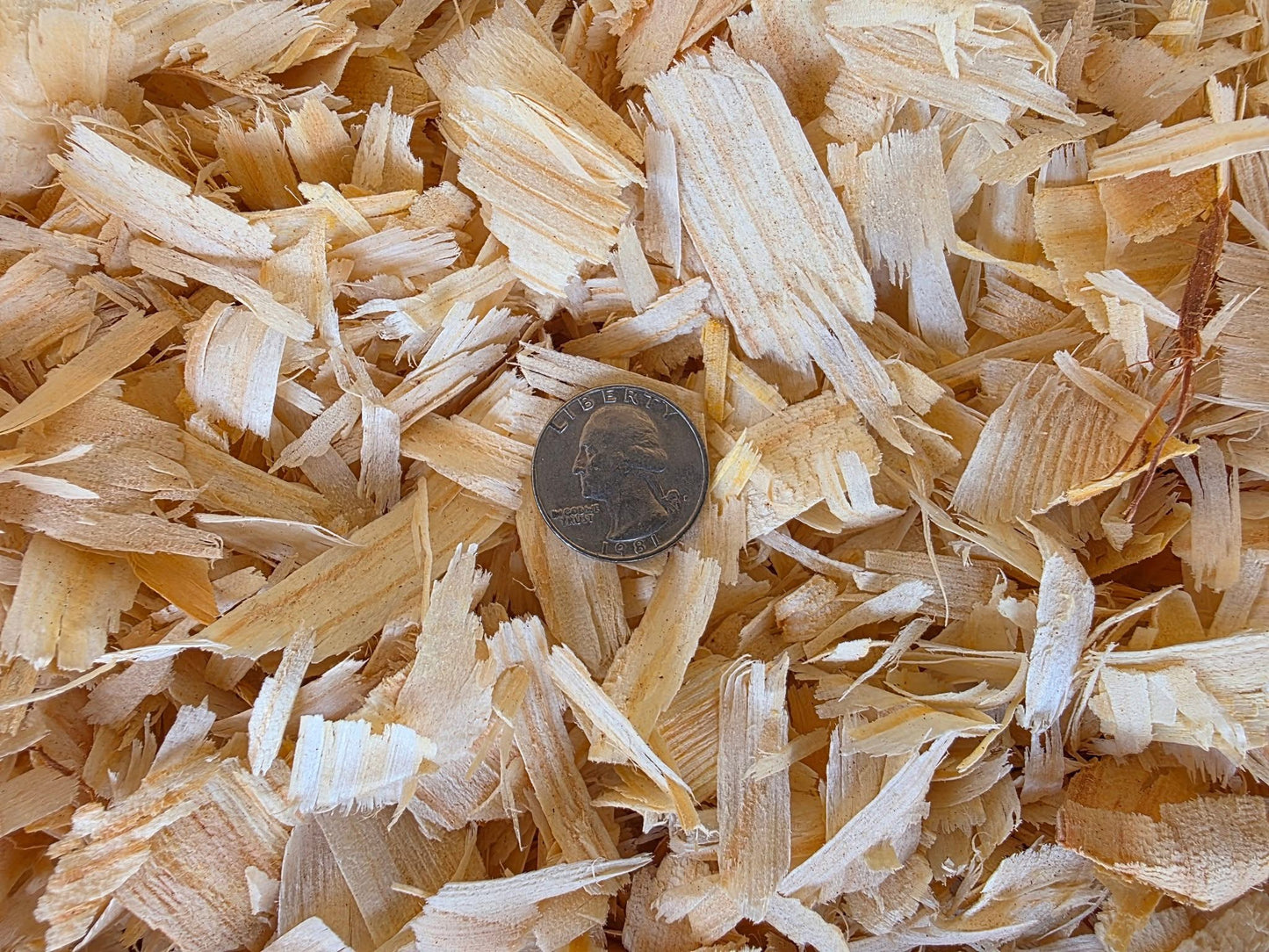 Americans choice large flake
