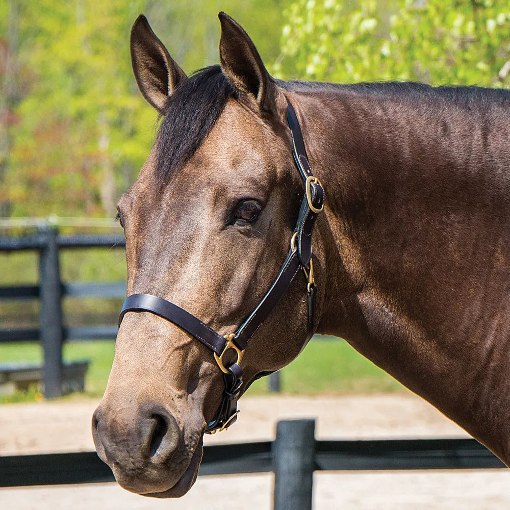 Premier Lancaster Leather Halter