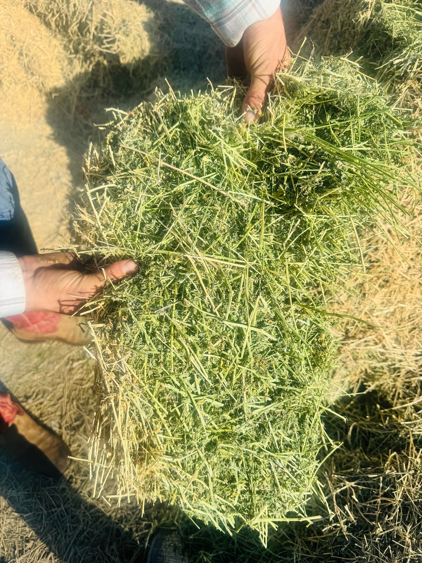 3x3x8  Alfalfa Big Bales