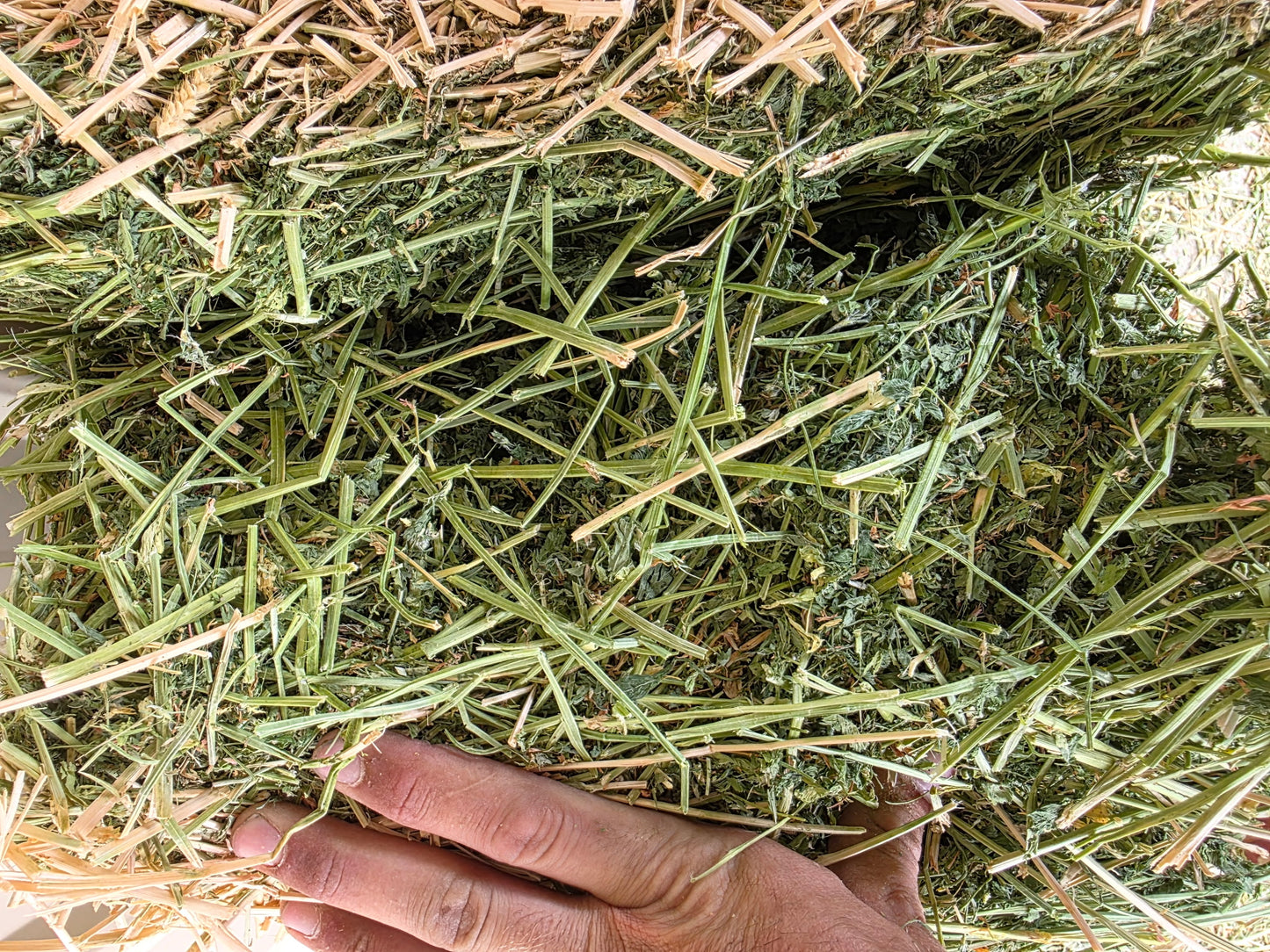 Premium Alfalfa 3 String