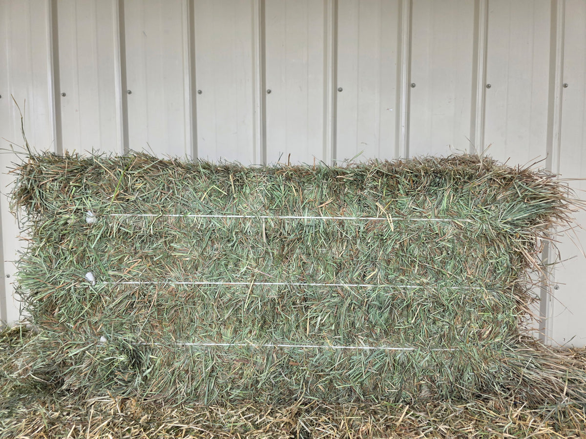 Premium Orchard Grass 3-String
