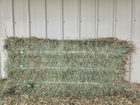 Premium Orchard Grass 3 String