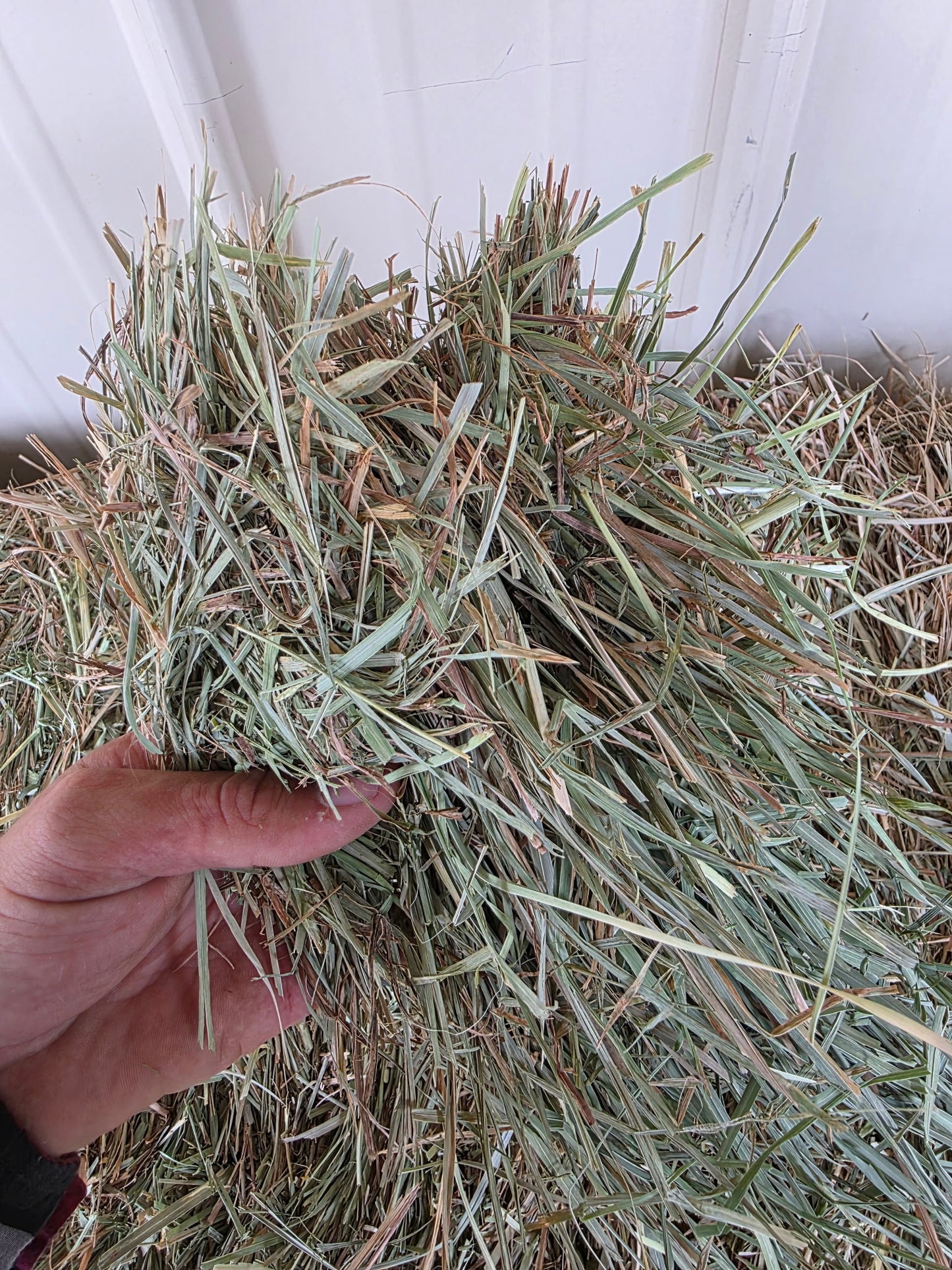 Premium Orchard Grass 3 String