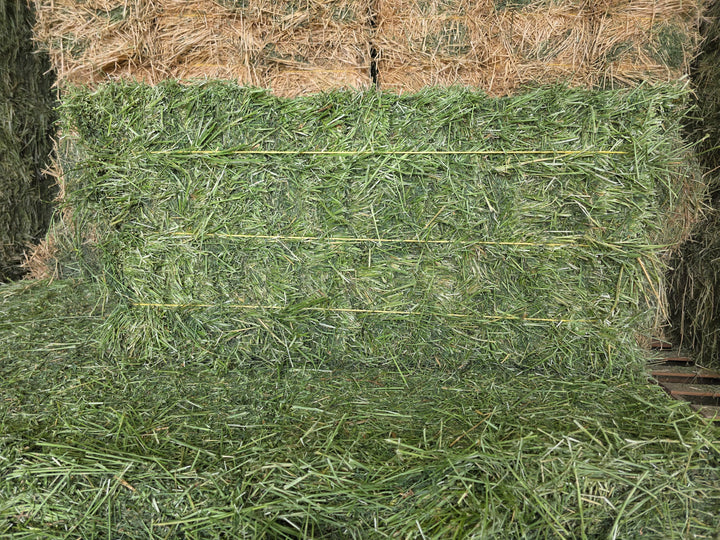 Premium Alfalfa 3 String
