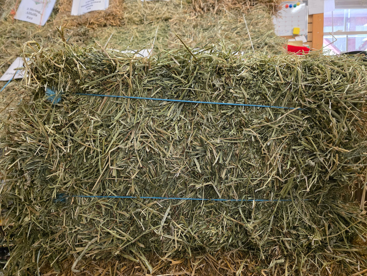 Timothy Orchard 2 string