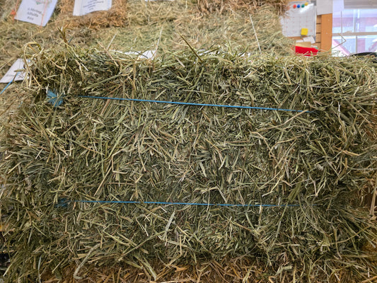 Timothy Orchard 2 string