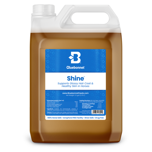 Bluebonnet shine