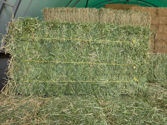 Value 3 String Alfalfa