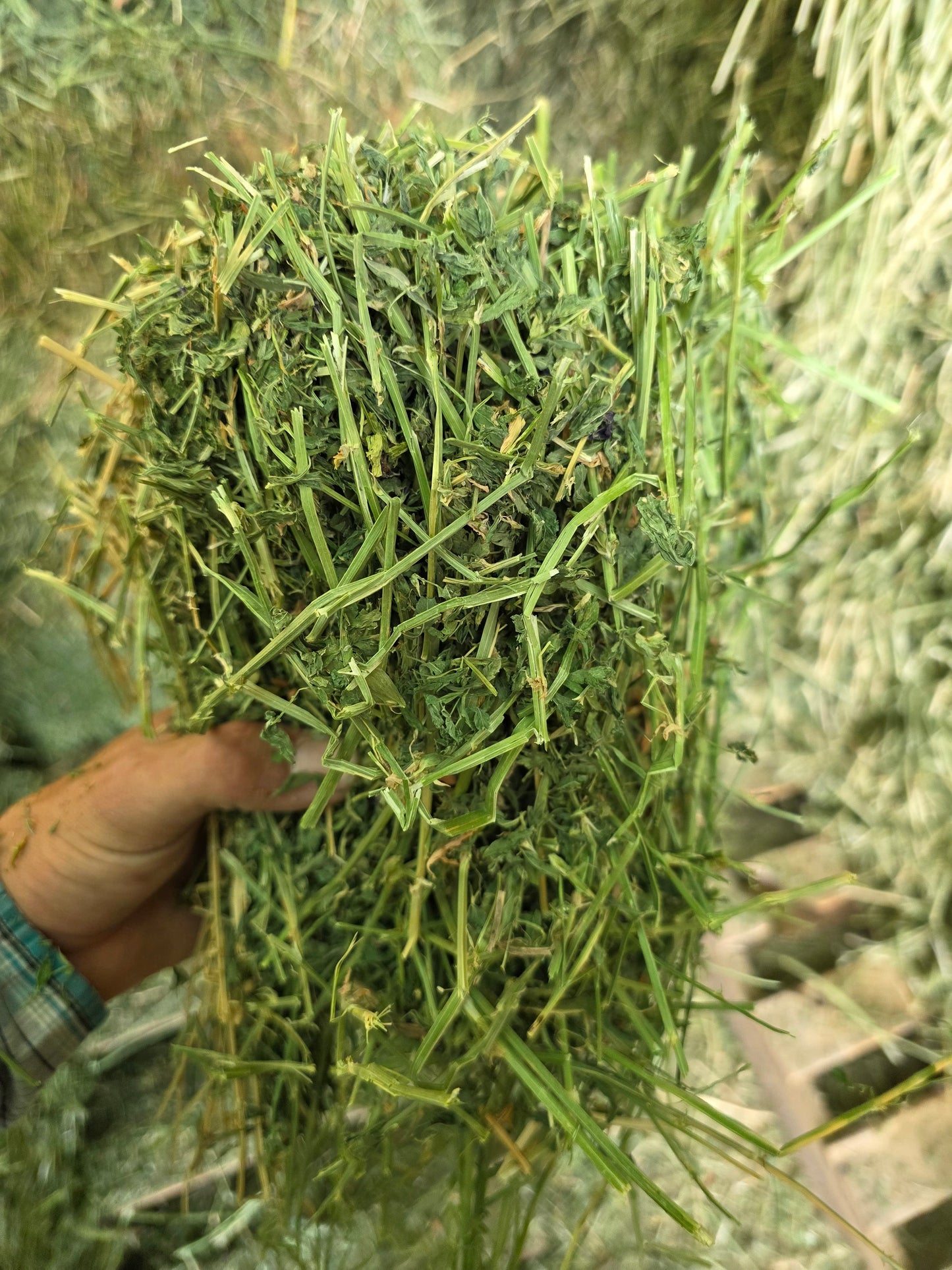 Premium Alfalfa 3 String