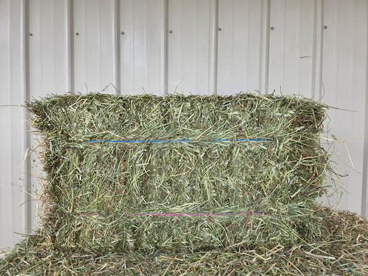 Western 2 String Timothy