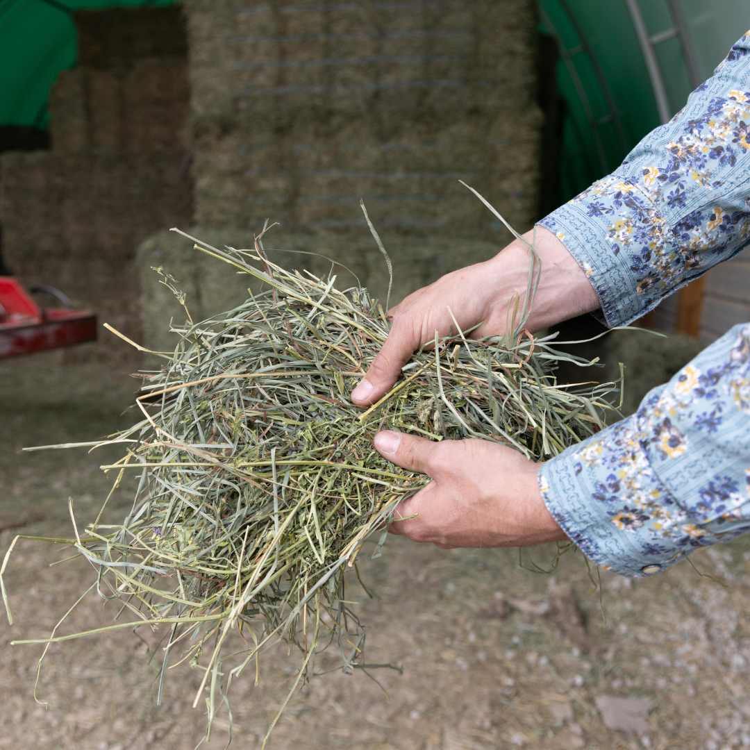 Premium Alfalfa Orchard Grass 2 String