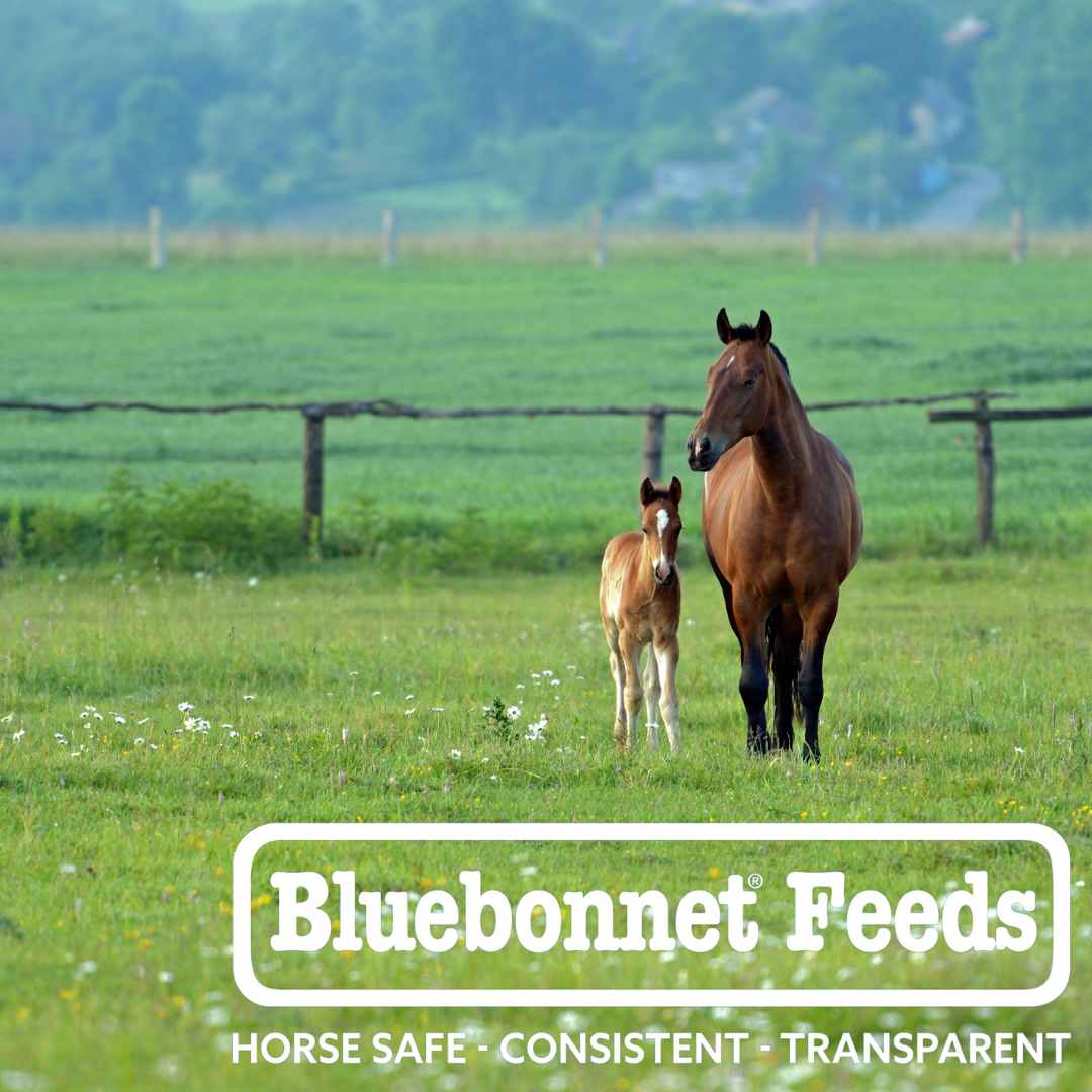 BlueBonnet Feeds