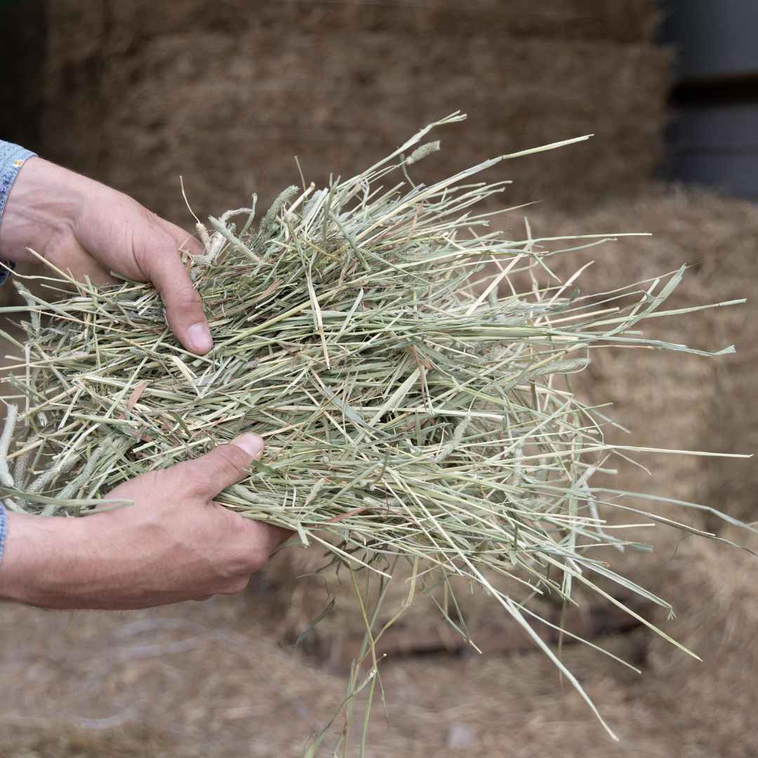 Hay