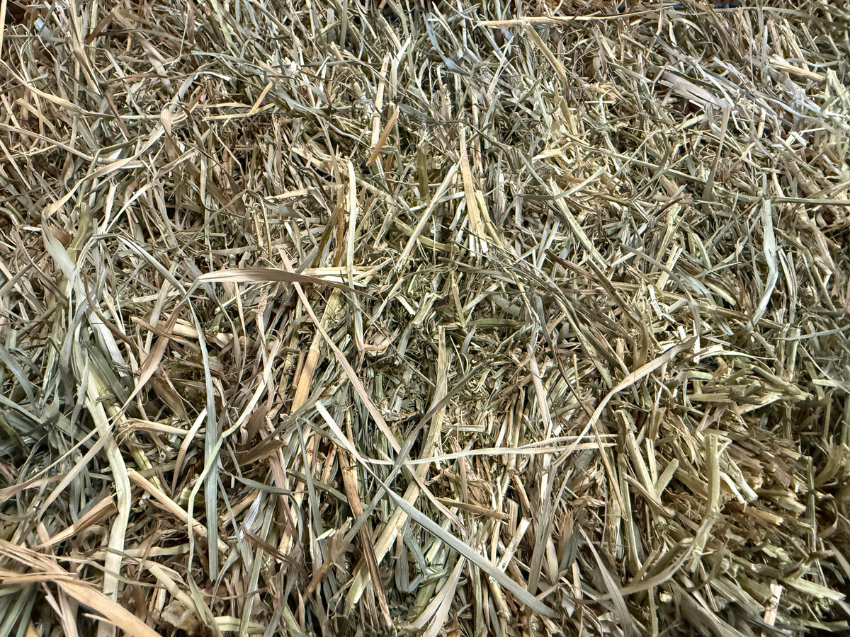 2 String Ohio Alfalfa Orchard