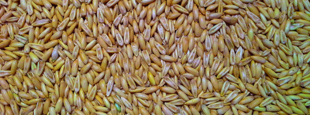 Blue Bonnet Race Horse Whole Oats