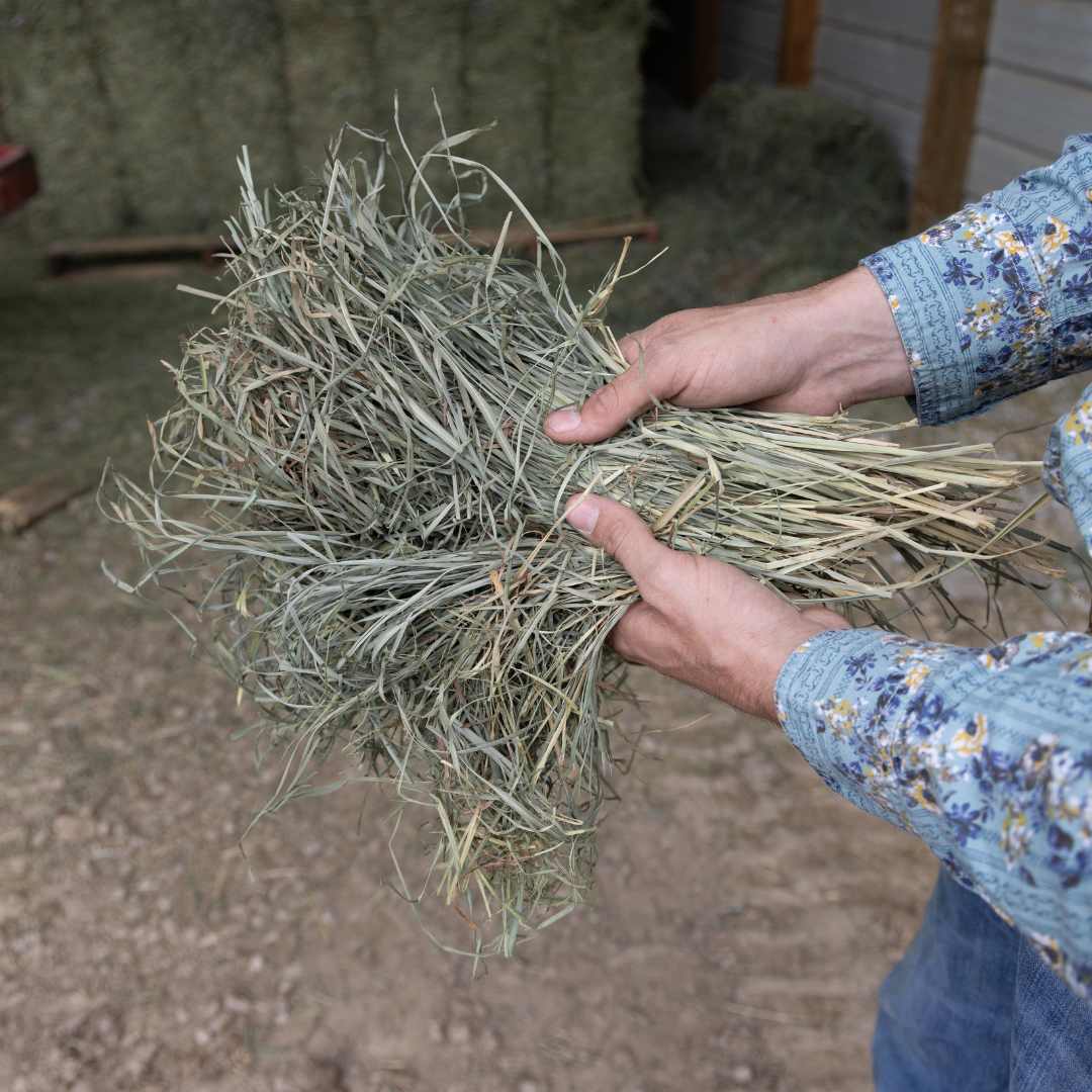 Premium Alfalfa Orchard Grass 3 string