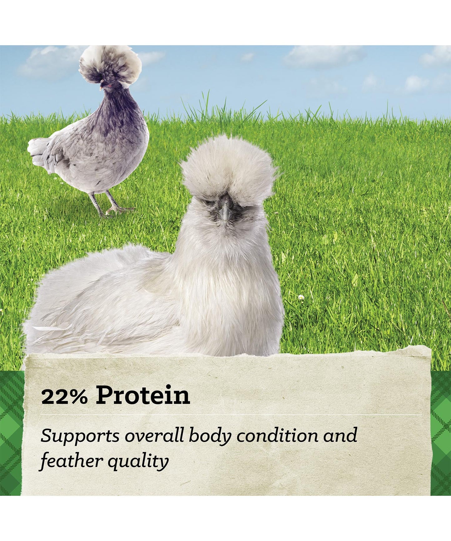 Silkie and Ornamental Layer Feed