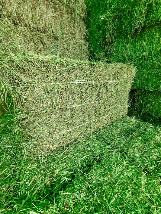 Premium Orchard Grass 2 String