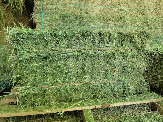 Premium Alfalfa Orchard Grass 2 String