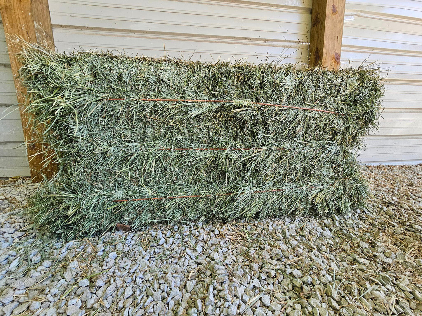 Premium Orchard Grass 3 String