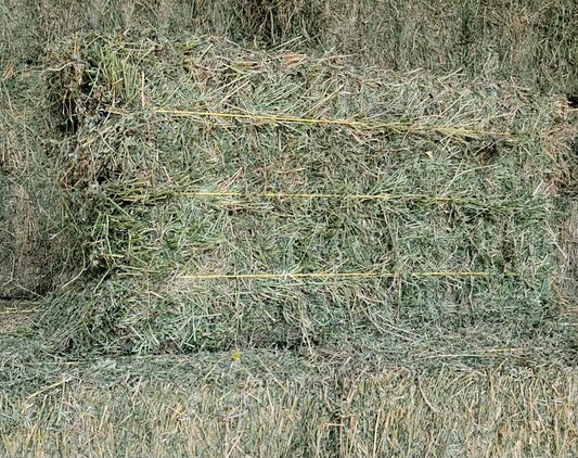 Premium Alfalfa 3 String